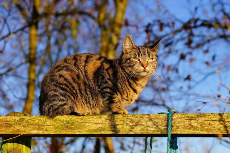 Чому коти ловлять мишей і чи всі це роблять