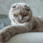 Шотландський висловухий кіт відпочиває на дивані