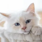 Пухнасте кошеня відпочиває у м'якому кошику вдома