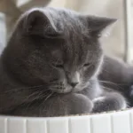 Сірий кіт дрімає у своїй лежанці біля вікна