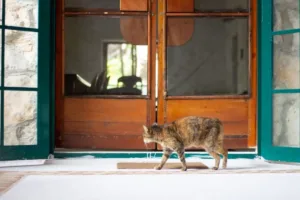 Як відучити кота тікати з дому: кіт кидається у двері
