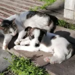 Кіт і цуценя відпочивають поруч на дошках