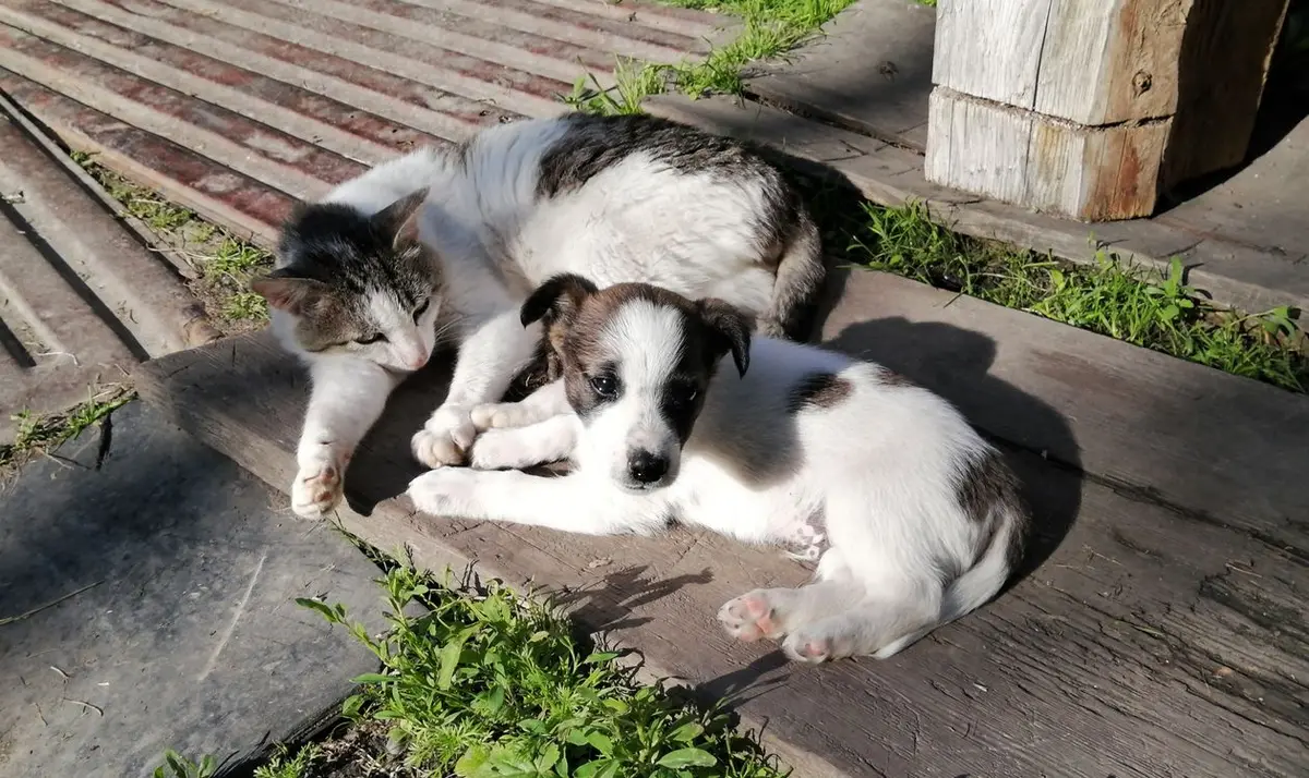 Кіт і цуценя відпочивають поруч на дошках