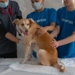 Ветеринар і двоє помічників оглядають собаку та надають їй допомогу у світлій клініці
