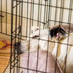 Світлий собака спокійно відпочиває в металевій клітці з м'якою підстилкою у затишному домі