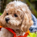 Маленький кучерявий собака у теплій помаранчевій курточці надворі, крупним планом
