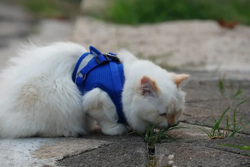 Синя H-подібна шлея на грудях білого кота