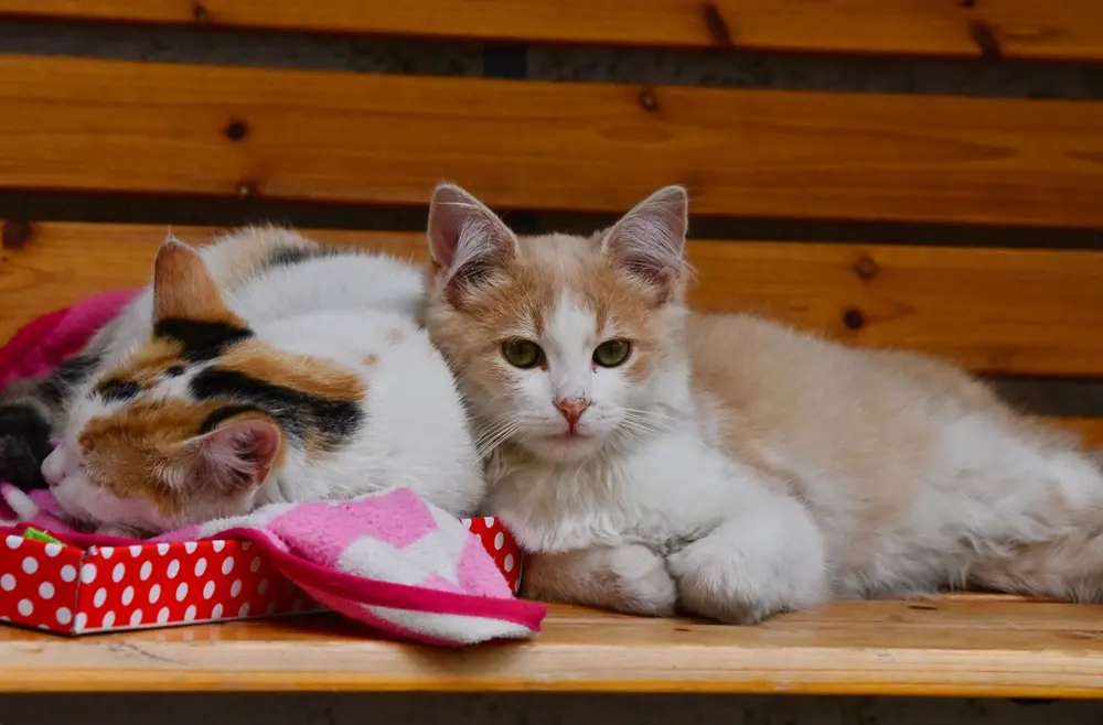 Два дорослі коти лежать близько одне до одного в кімнаті, один насторожений, інший спокійний