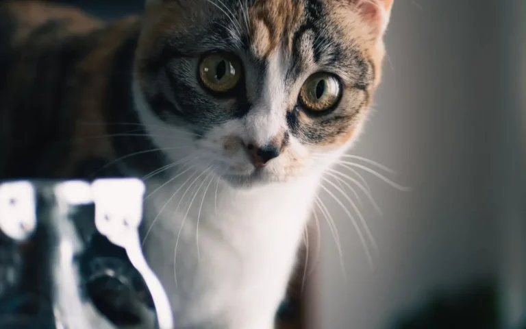 Що таке харчова алергія у котів? Які її ознаки?