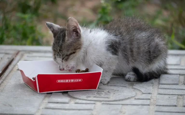 Кістковий бульйон для котів: користь і як приготувати