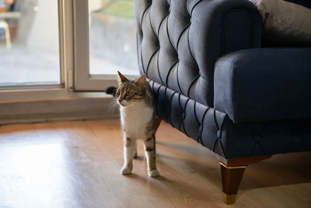 Чому ми не продаємо корми Purina 1 Смугастий кіт біля дивана у кімнаті