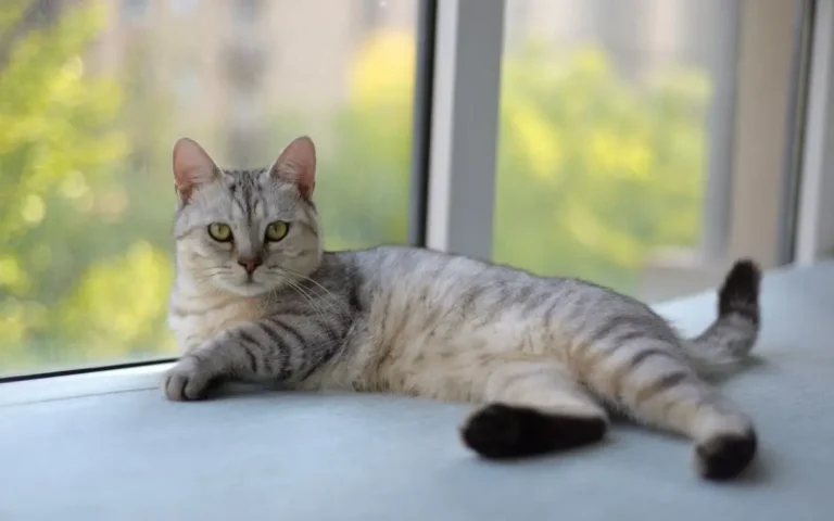 Кіт важко дихає з відкритим ротом: причини і допомога