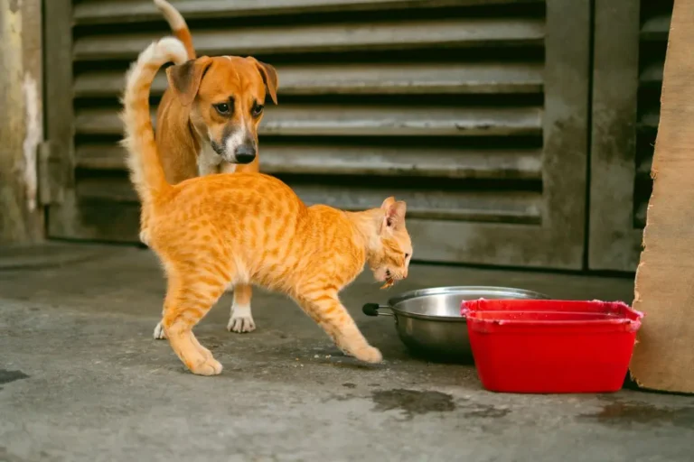 Чому ми більше не продаємо Royal Canin