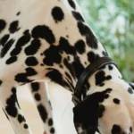 Собака їсть корм із миски вдома, апетитний момент годування у світлій кімнаті