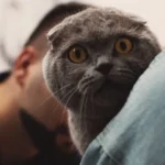 Кота обстежують у ветеринарній клініці, спокійний плановий візит до лікаря