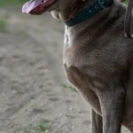 Собака виконує команду під час тренування з господарем на свіжому повітрі