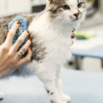 Кота обстежують у ветеринарній клініці, спокійний плановий візит до лікаря