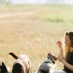 Собака виконує команду під час тренування з господарем на свіжому повітрі