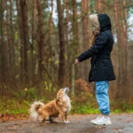 Собака виконує команду під час тренування з господарем на свіжому повітрі