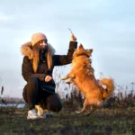 Собака виконує команду під час тренування з господарем на свіжому повітрі