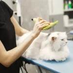 Ветеринар оглядає кота у чистому кабінеті клініки, турботливий огляд домашнього улюбленця