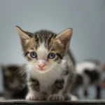 Кота обстежують у ветеринарній клініці, спокійний плановий візит до лікаря