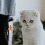 Домашній кіт зайнятий грою з іграшкою на підлозі, енергійний ігровий момент