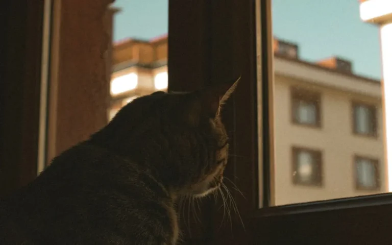 Чому коти труться об вас і чи це нормально