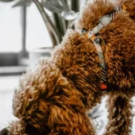 Кучерявий собака їсть корм із металевої миски на підлозі вдома у світлому інтер'єрі