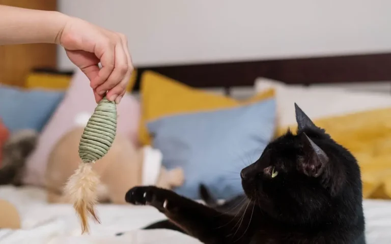 Скільки годин сплять коти і яка норма сну за віком