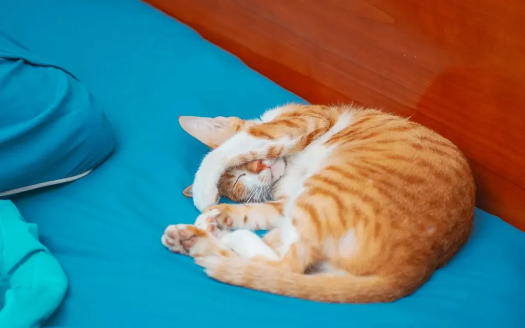 Скільки живуть коти і вік кота за людськими мірками 1 Скільки живуть коти і вік кота за людськими мірками