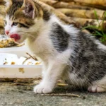 Свійський кіт ласує кормом із миски, детальний знімок годування зблизька