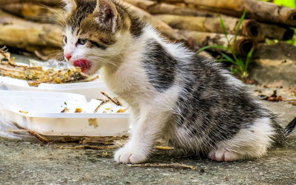 Свійський кіт ласує кормом із миски, детальний знімок годування зблизька