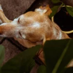 Спокійний собака відпочиває вдома у світлій кімнаті, розслаблена поза домашнього улюбленця
