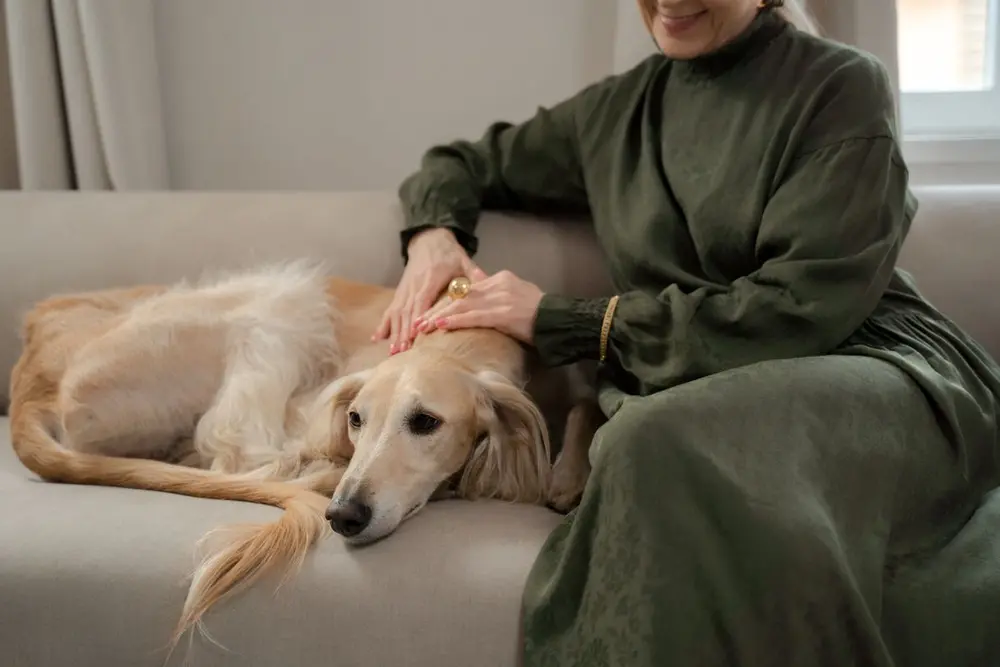 Чому ми не продаємо корми Purina 2 Собака відпочиває на дивані поруч з господинею