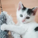 Грайливий кіт бавиться з іграшкою вдома, активна домашня сцена у світлій кімнаті