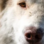 Спокійний собака відпочиває вдома у світлій кімнаті, розслаблена поза домашнього улюбленця