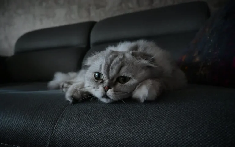 Температура у кота: що робити, симптоми гарячки і норма