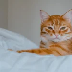 Коричневий смугастий кіт лежить у мʼякому ліжку вдома, спокійний погляд у затишній кімнаті