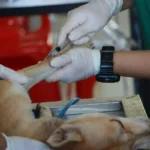 Ветеринар робить собаці ін'єкцію вакцини у ветеринарній клініці, поруч асистент у халаті