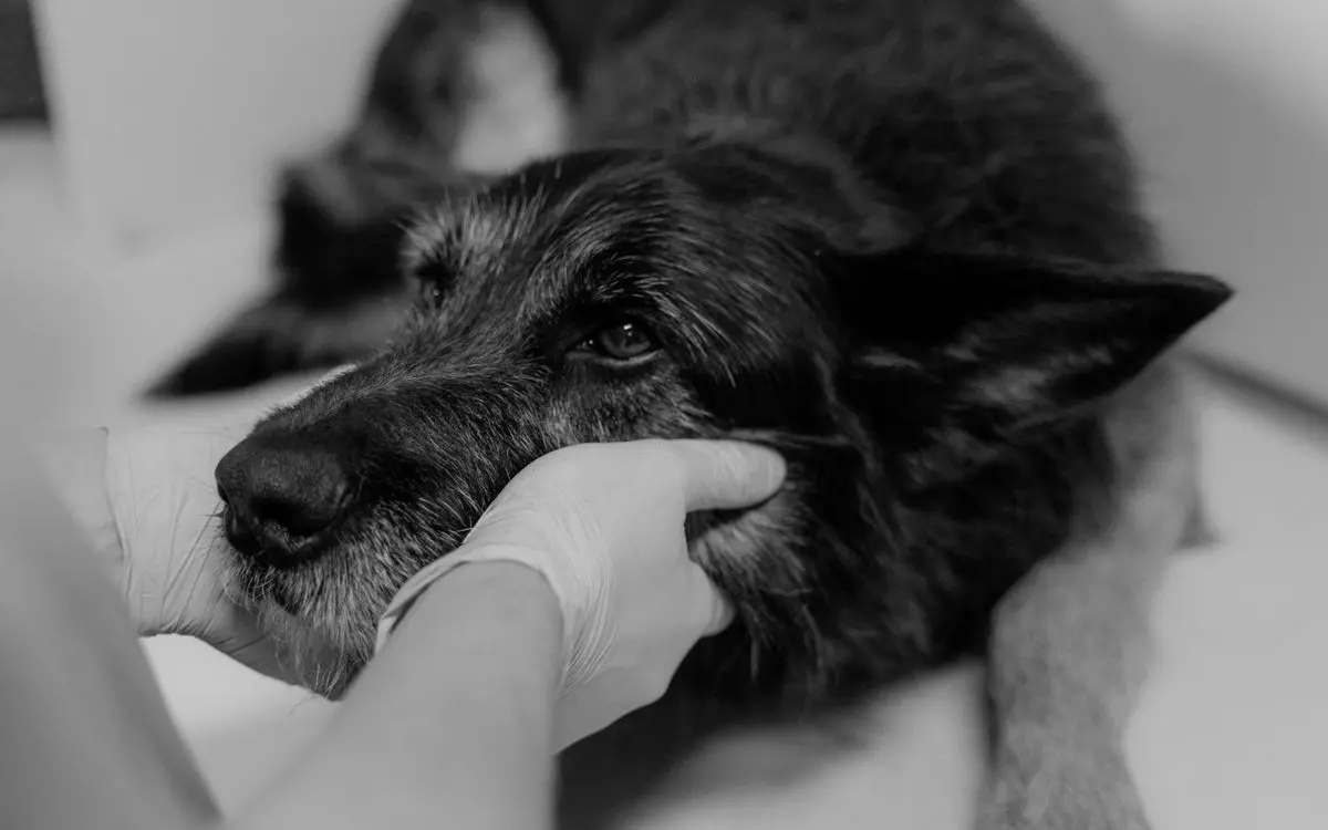 Собаку обстежують на оглядовому столі ветеринарної клініки, плановий візит до лікаря