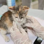 Ветеринарний лікар уважно перевіряє кота на оглядовому столі клініки