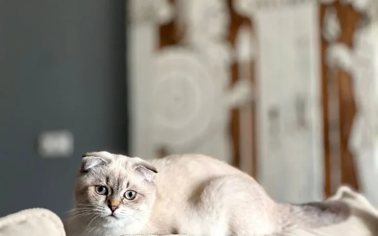 Вушний кліщ у котів: лікування та профілактика кліщів у вухах