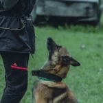 Собака виконує команду під час тренування з господарем на свіжому повітрі