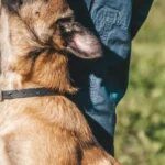 Дресирування собаки надворі із заохоченням ласощами, активне навчання команд
