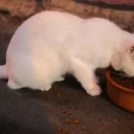 Свійський кіт ласує кормом із миски, детальний знімок годування зблизька