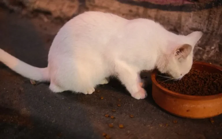 Які вітаміни потрібні котам