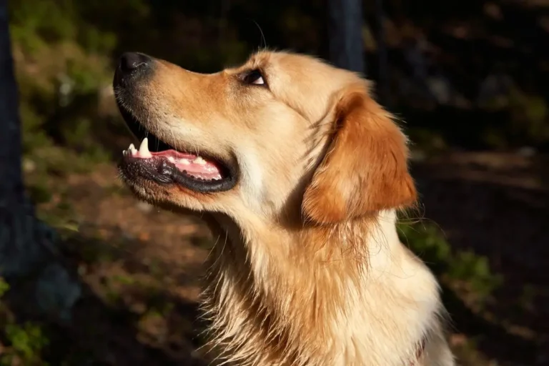 Pedigree і Chappi: що означає «повнораціонний» і чому ми не тримаємо ці корми