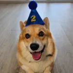 1000057384 pet