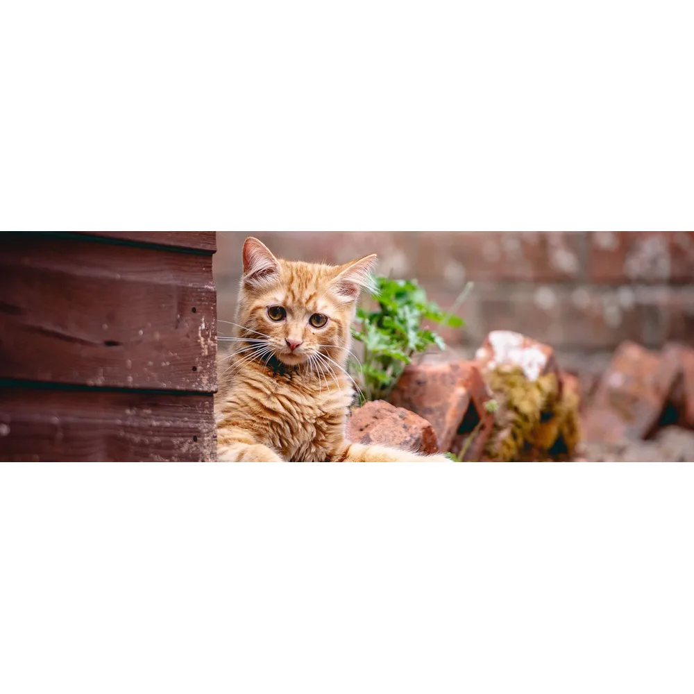 Ласощі для котів The Innocent Cat шматочки тунця та краба